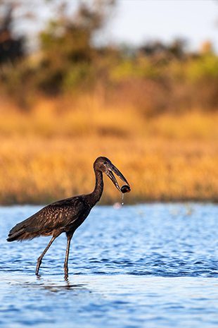 Bird Watching botswana bird herin