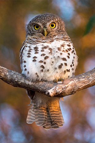 Bird Watching Bird Watching Botswana owl