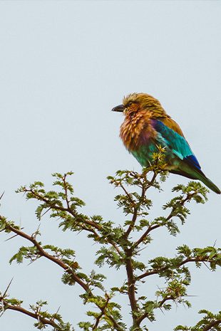 Bird Watching Bird Watching Botswana Bird