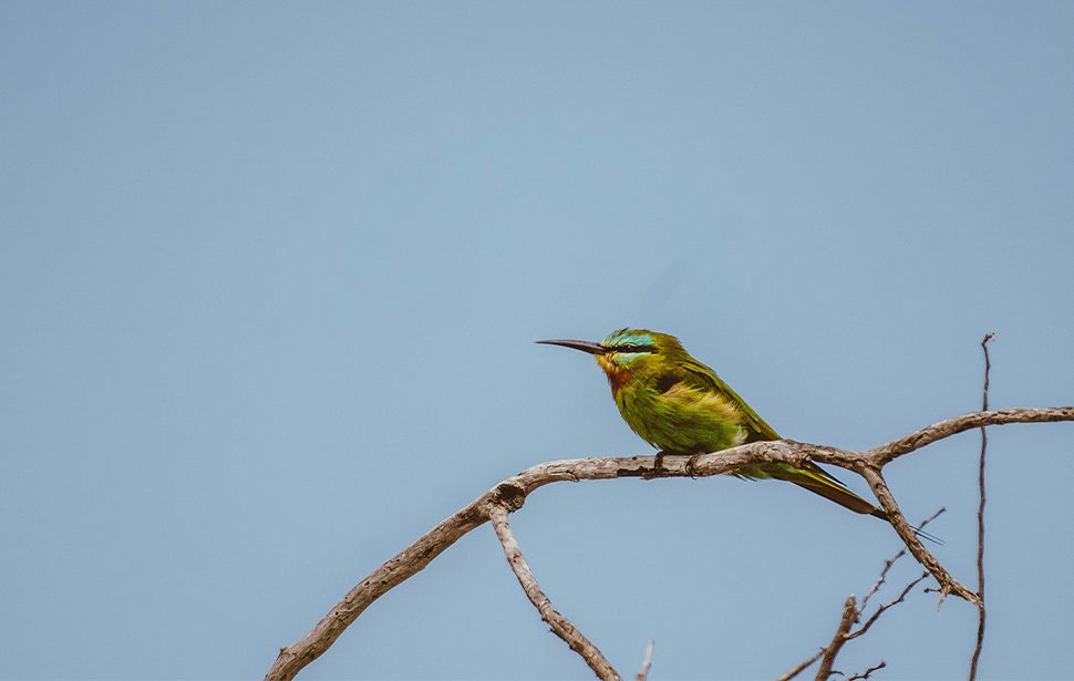 Bird Watching Bird Watching Botswana