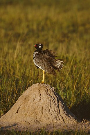Bird Watching botswana birds