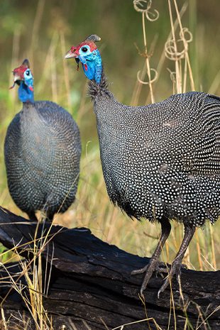 Bird Watching botswana gueina fowl