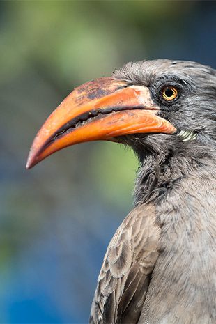 Bird Watching Bird Watching Botswana bird