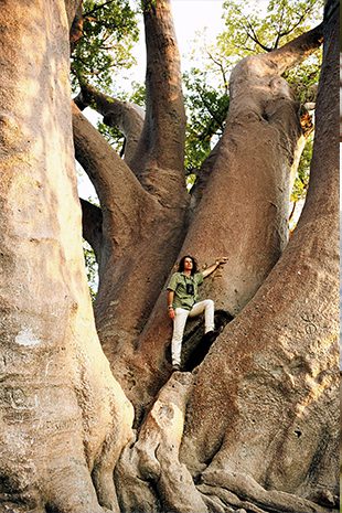 Photography Photography Botswana Tree