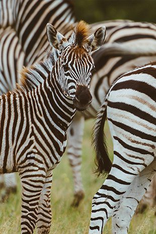 Photography Photography Botswana zebra