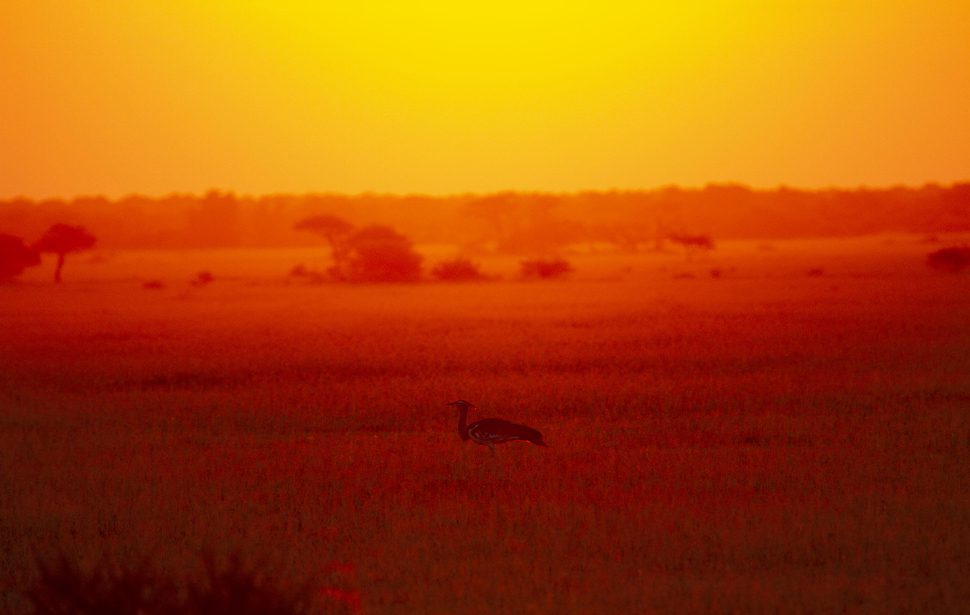 Photography Pyrography in Botswana