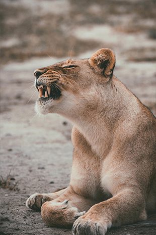 Walking Safaris Walking Safaris Botswana Lion