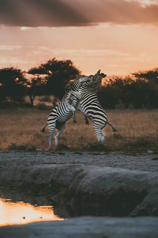 Walking Safaris Walking Safaris Botswana Two Zebra
