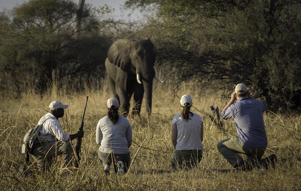 Walking Safaris Walking Safaris Botswana
